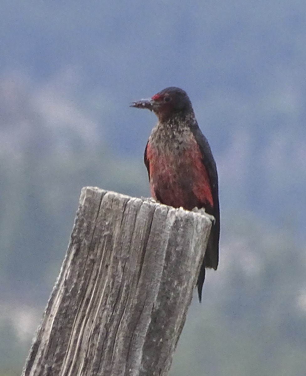 Lewis's Woodpecker - Nancy Overholtz