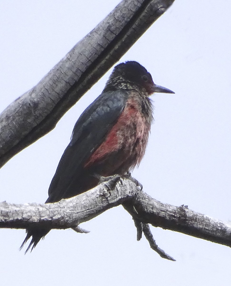 Lewis's Woodpecker - Nancy Overholtz