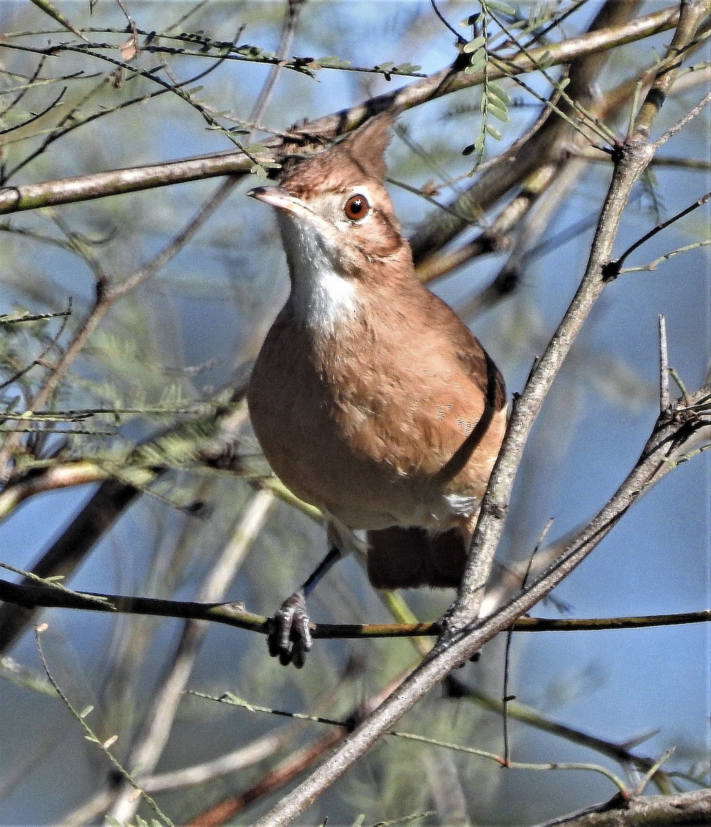 Crested Hornero - ML166502071