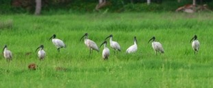 Black-headed Ibis - ML166504341