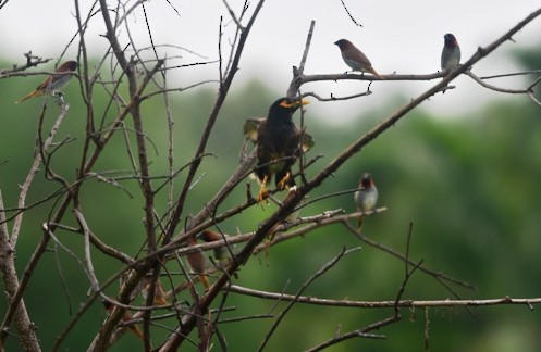 Scaly-breasted Munia - ML166504451