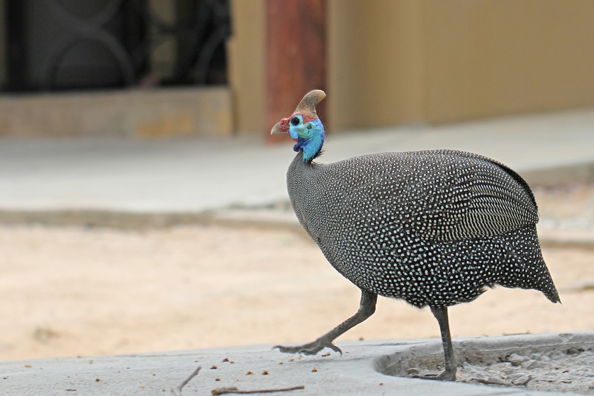 Helmeted Guineafowl - ML166504901