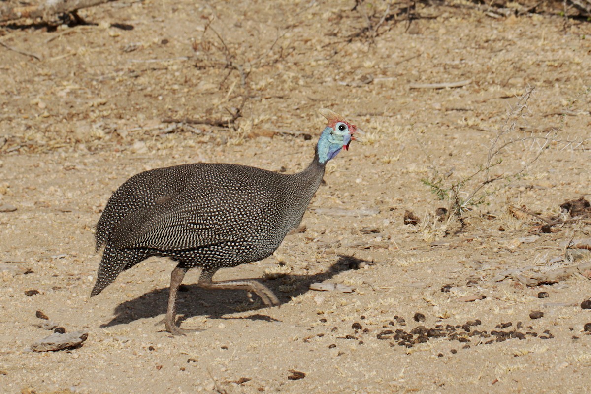 Helmeted Guineafowl - ML166505031