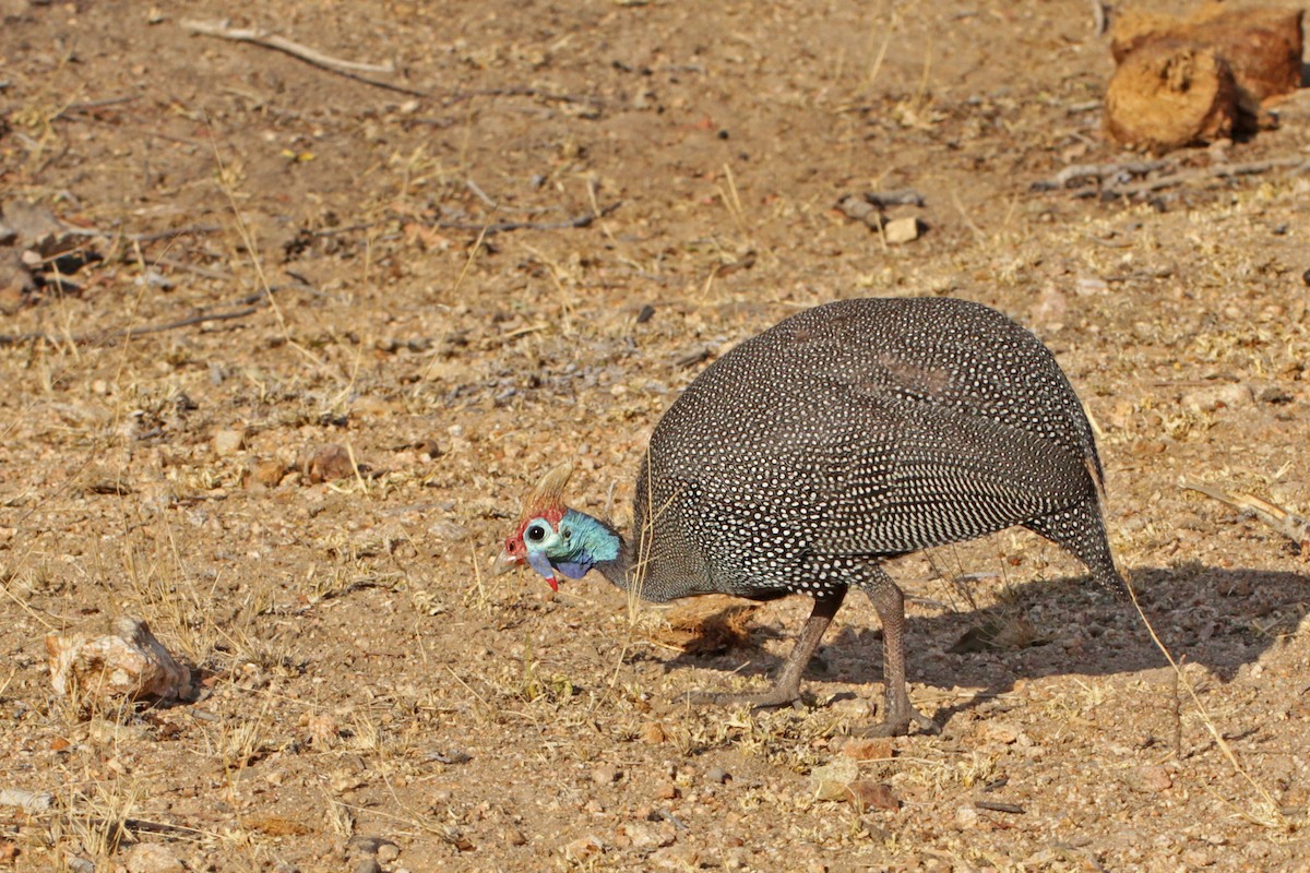 Helmeted Guineafowl - ML166505041