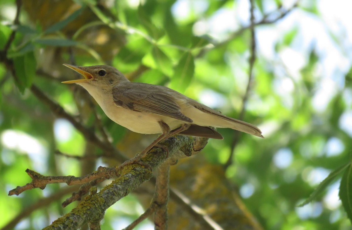 Western Olivaceous Warbler - ML166505381