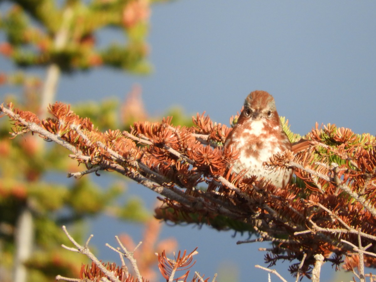 Fox Sparrow - ML166505531