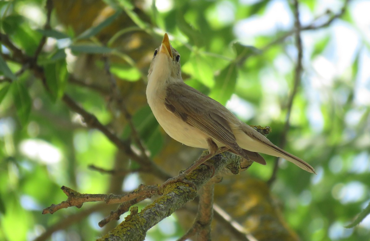 Western Olivaceous Warbler - ML166505581