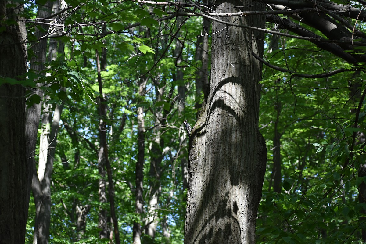 Yellow-bellied Sapsucker - Rebecca Heagle