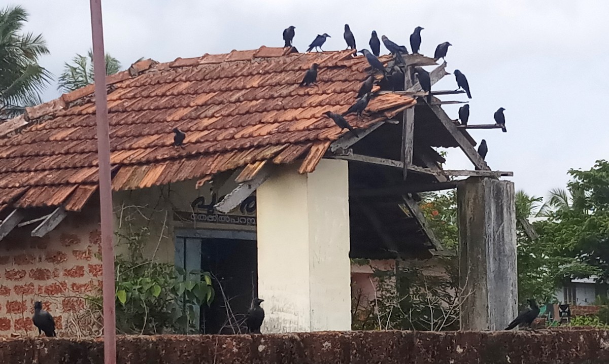 House Crow - ML166506581