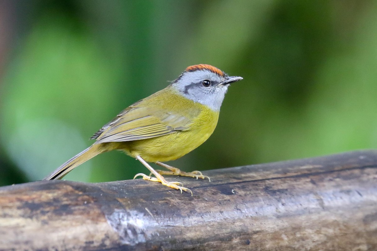 Russet-crowned Warbler - Michael O'Brien