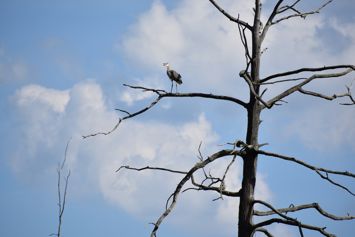 Great Blue Heron - Rebecca Heagle