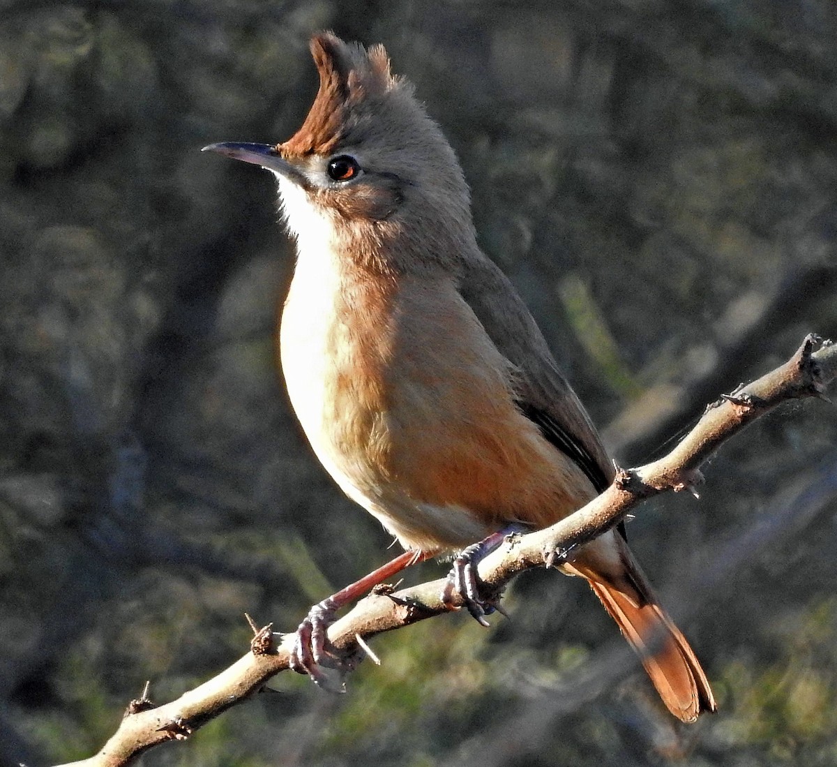 Crested Hornero - Hugo Hulsberg