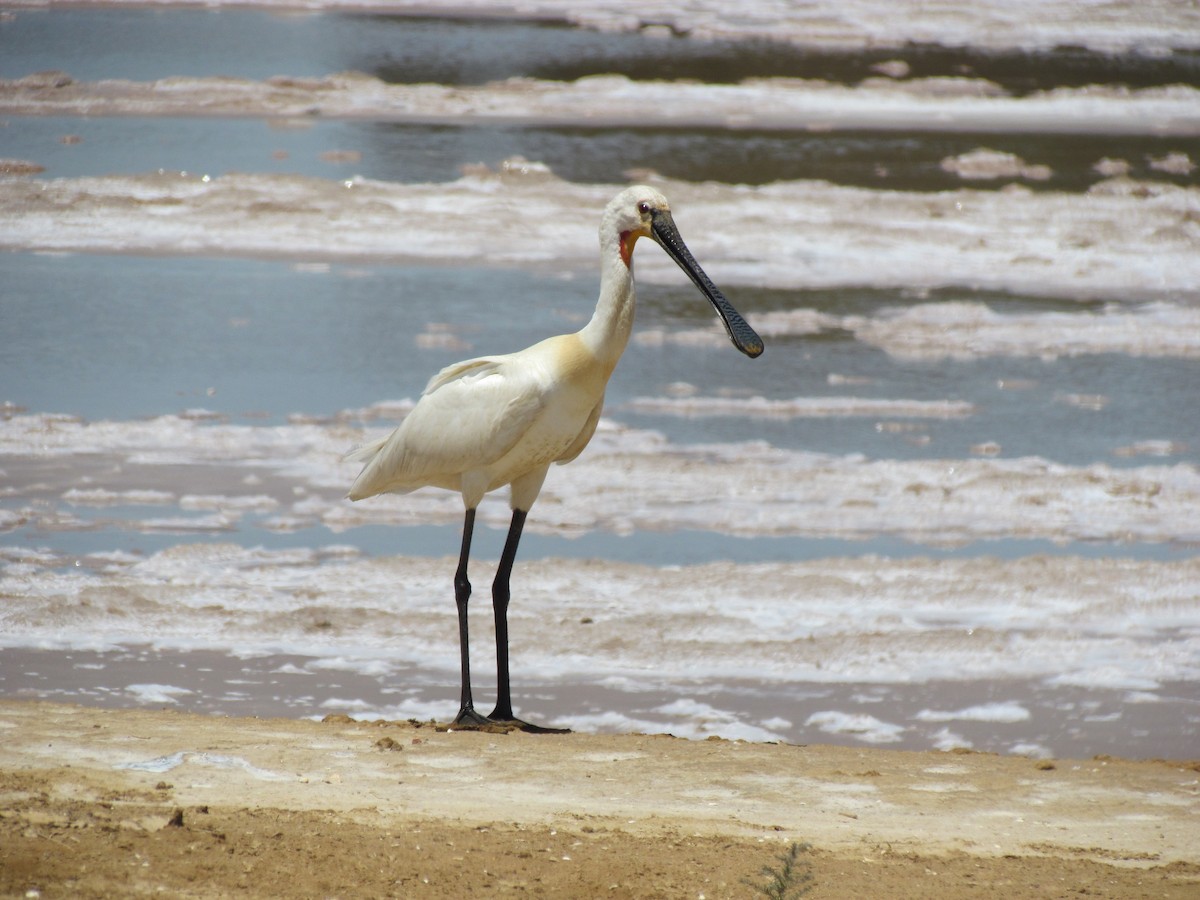 Eurasian Spoonbill - Guillaume Réthoré