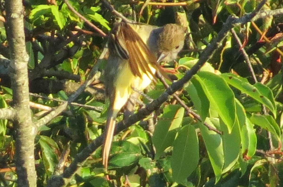 Great Crested Flycatcher - ML166508991