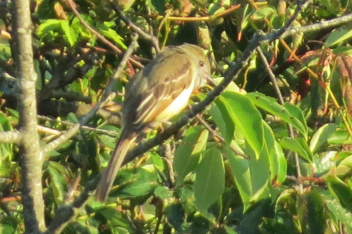 Great Crested Flycatcher - ML166509001