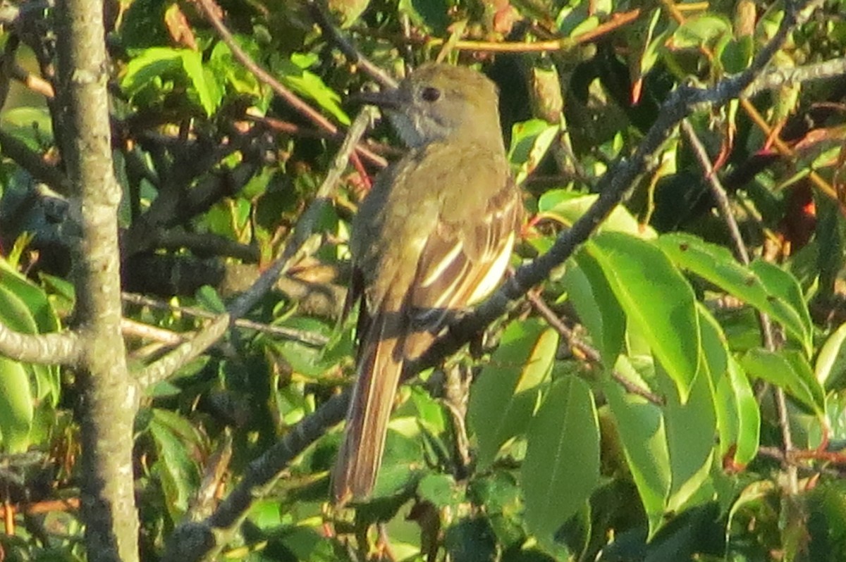 Great Crested Flycatcher - ML166509011