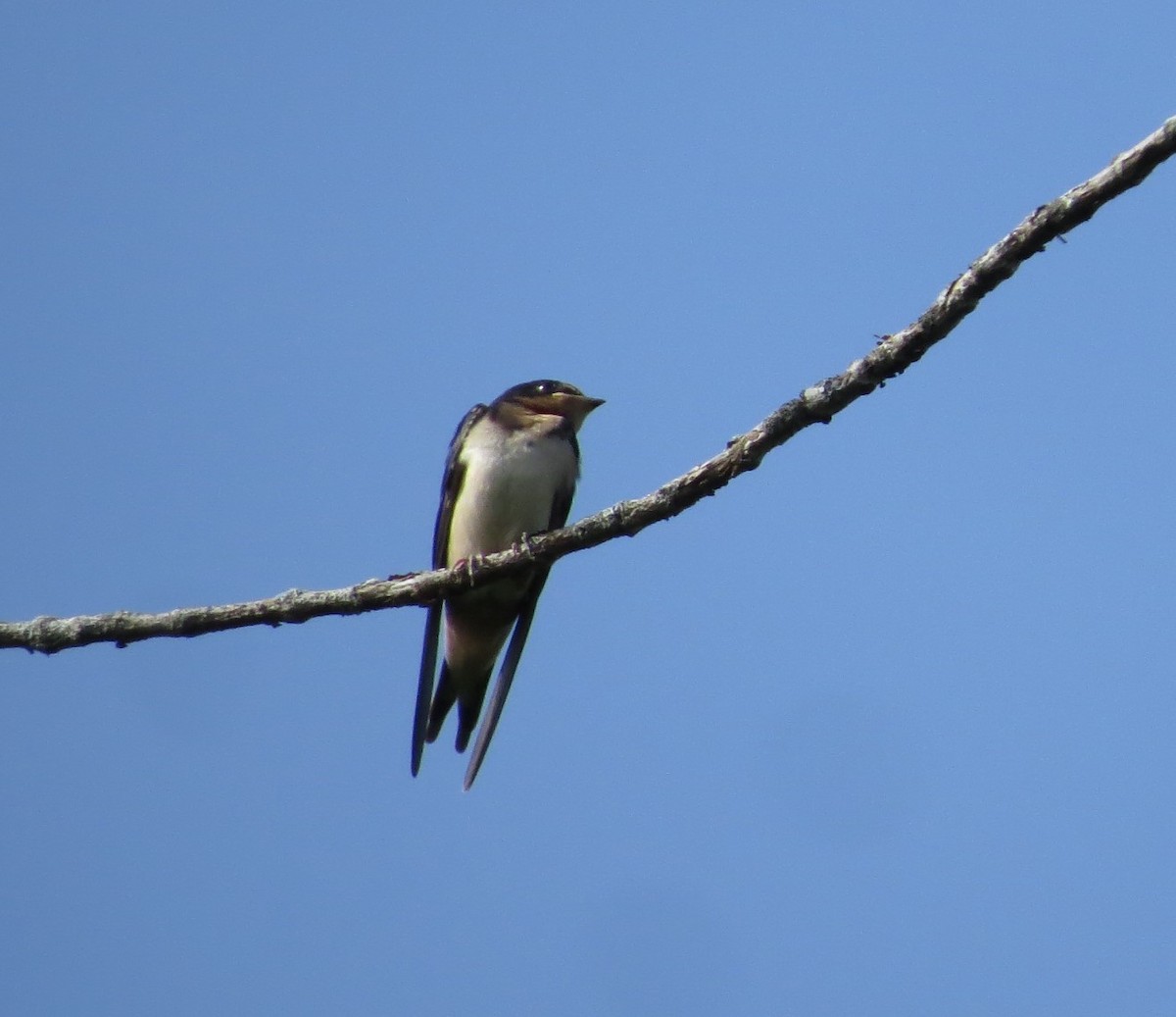 Barn Swallow - ML166509101