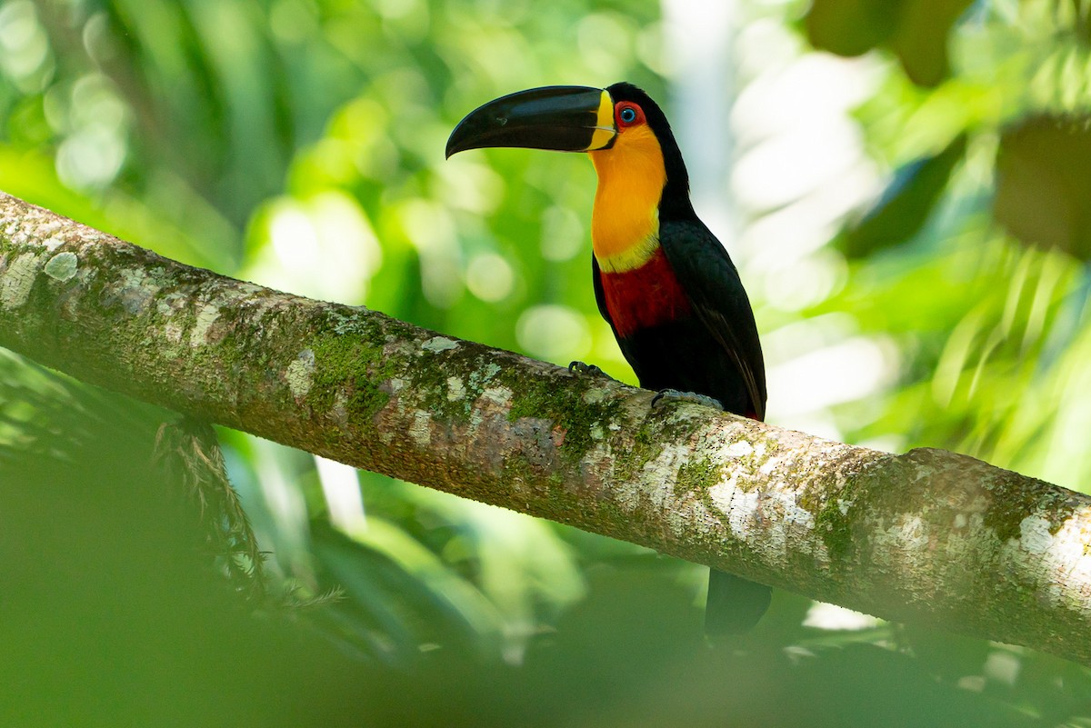 Channel-billed Toucan - ML166509231