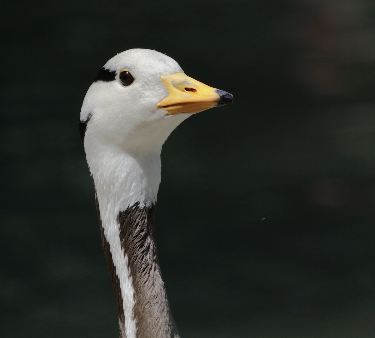 Bar-headed Goose - David Ascanio