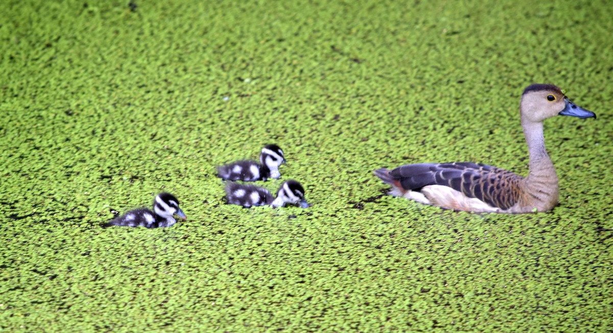 Lesser Whistling-Duck - ML166510041
