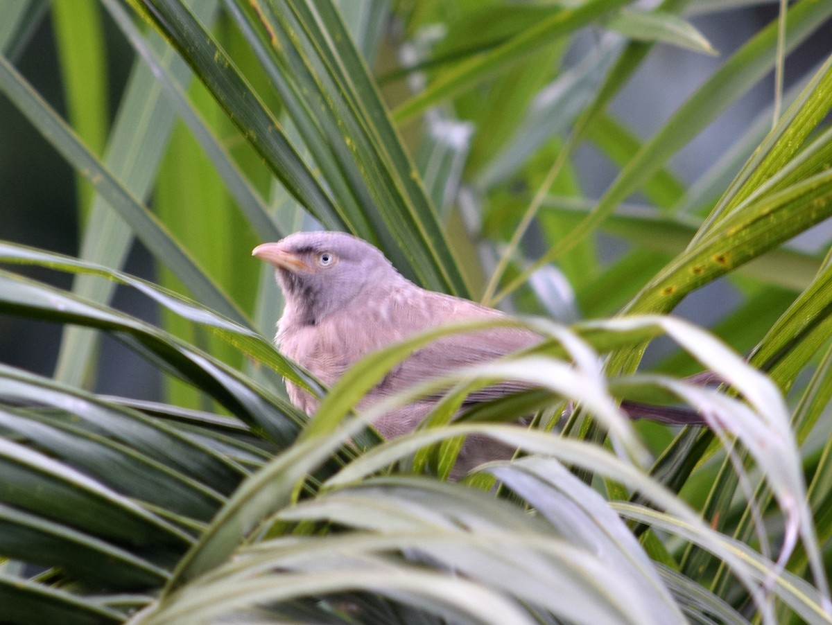 Jungle Babbler - ML166510071