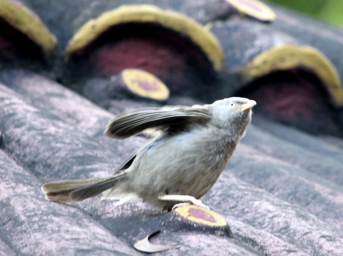 Jungle Babbler - ML166510291