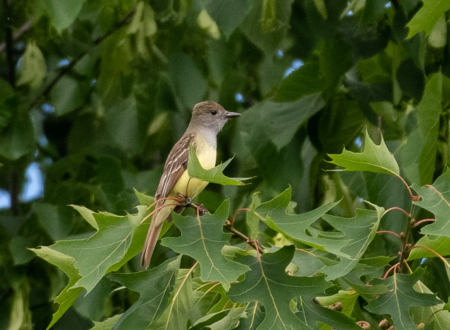 Great Crested Flycatcher - ML166510521