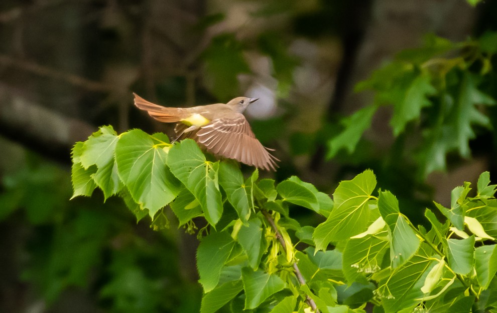 Great Crested Flycatcher - ML166510531