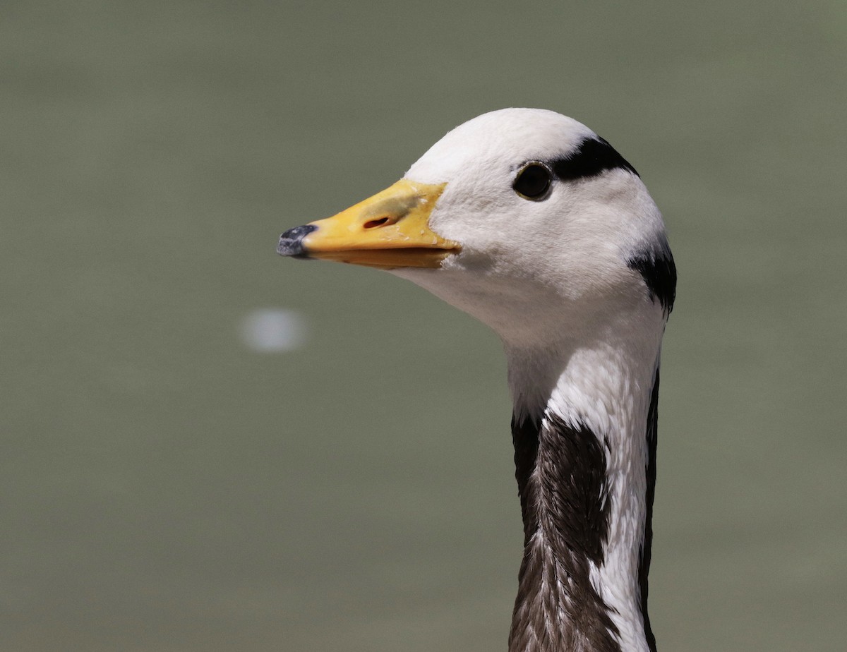 Bar-headed Goose - David Ascanio