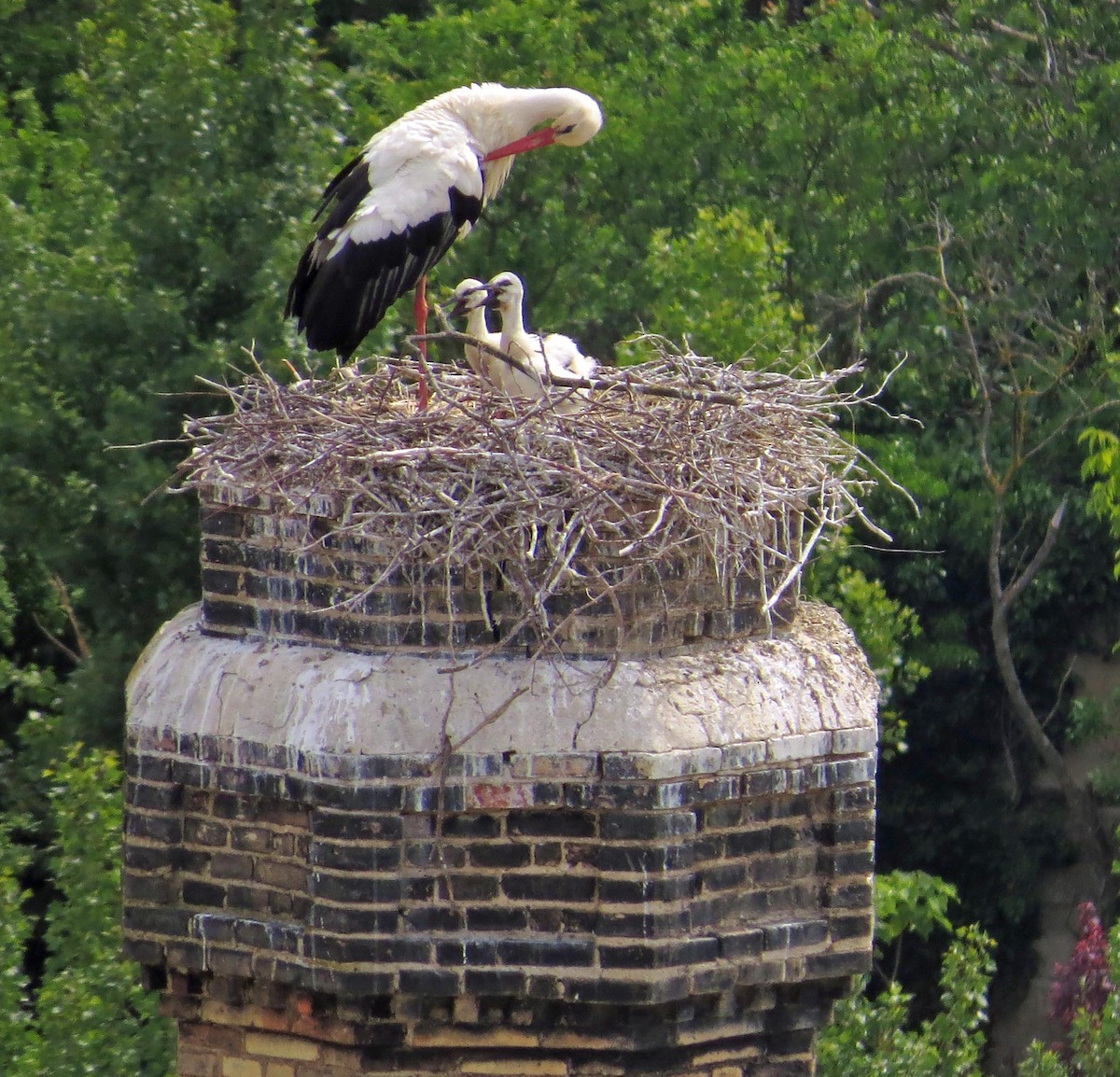 White Stork - ML166511451