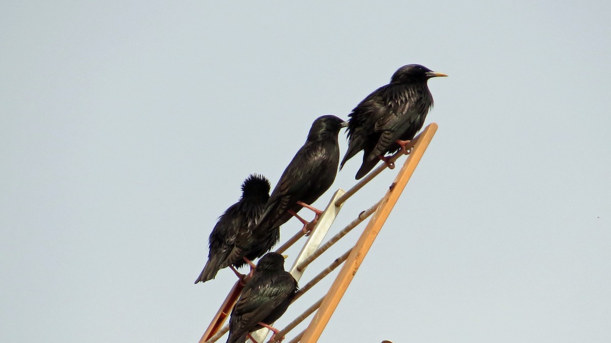 Spotless Starling - ML166511561