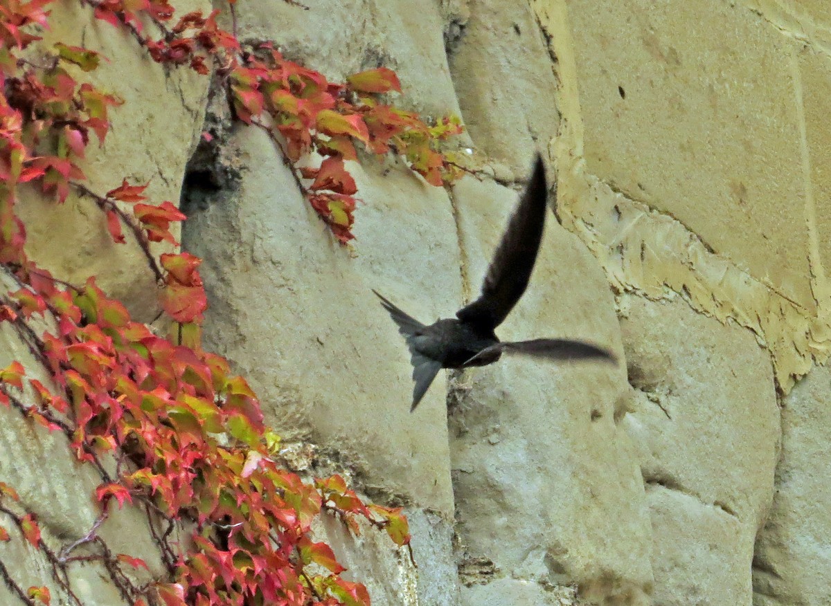 Common Swift - ML166511591