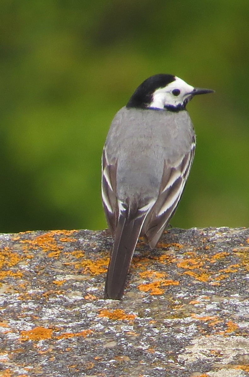 White Wagtail - ML166511661