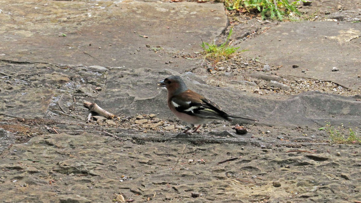 Common Chaffinch - ML166511681