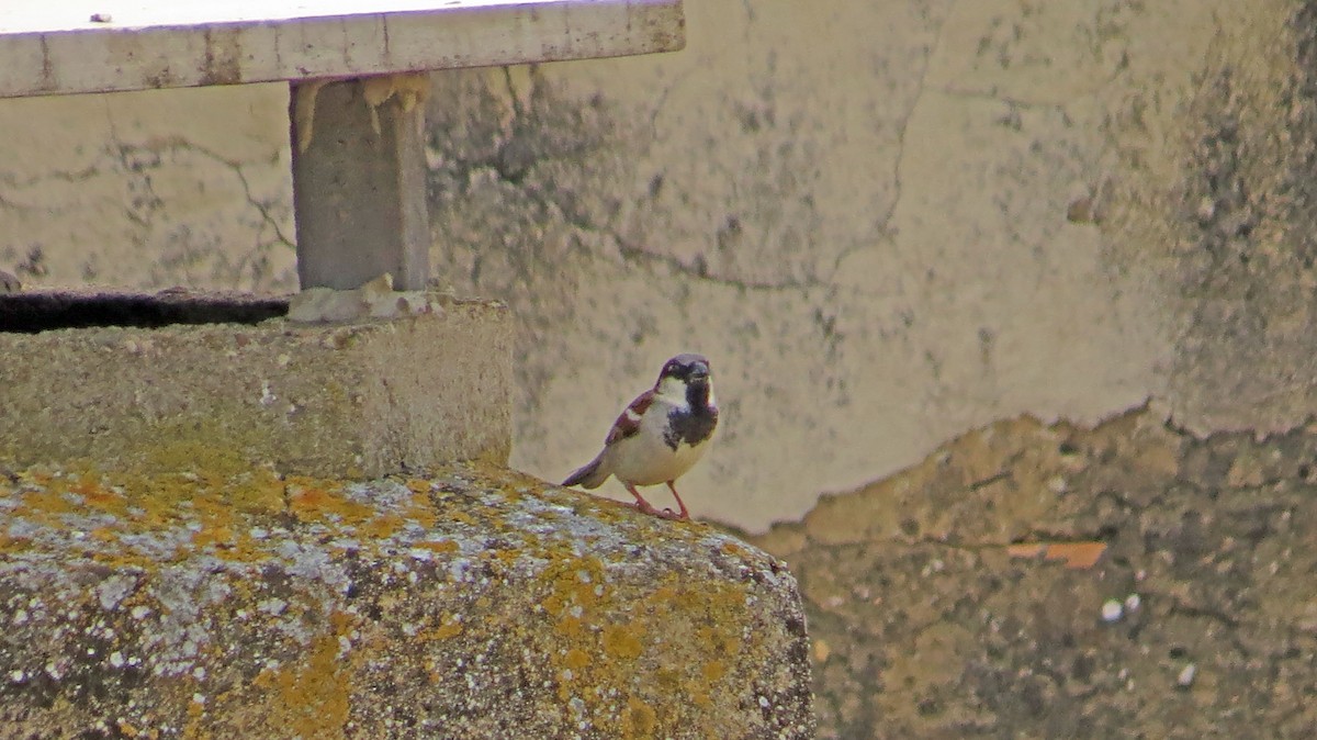 House Sparrow - ML166511731