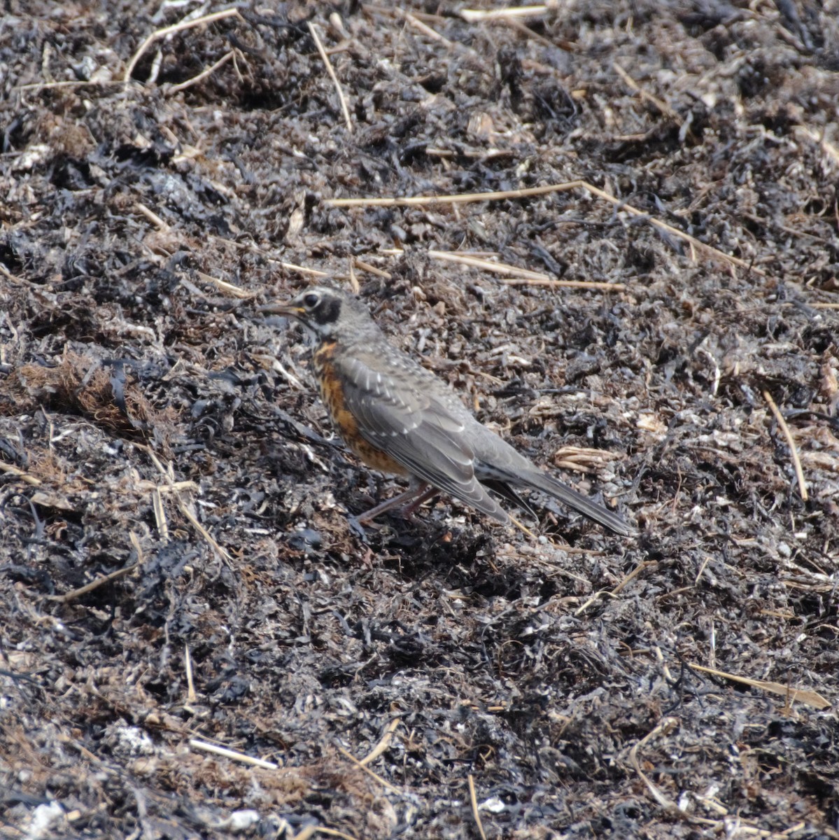 American Robin - ML166513641