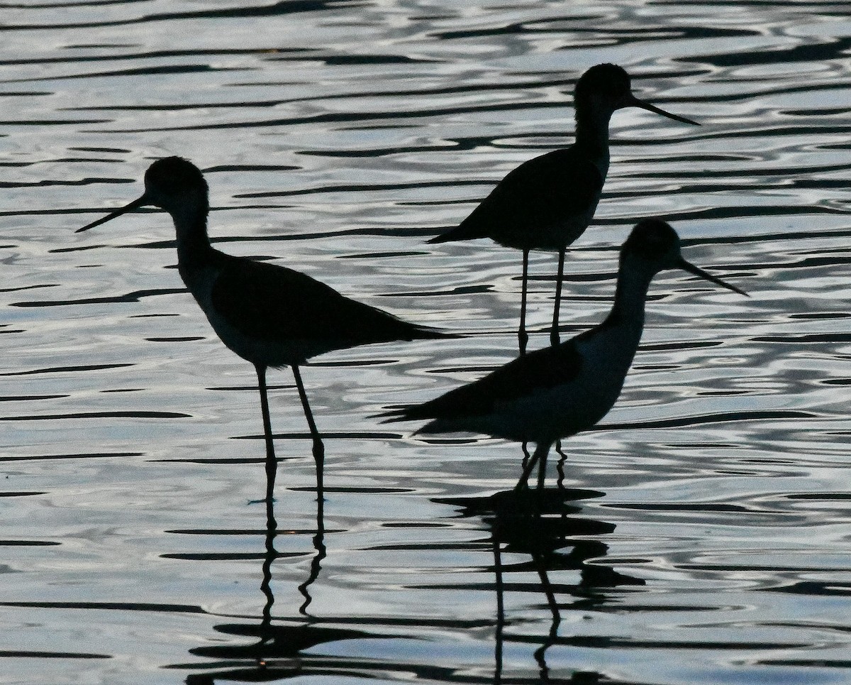 Black-necked Stilt - ML166514301