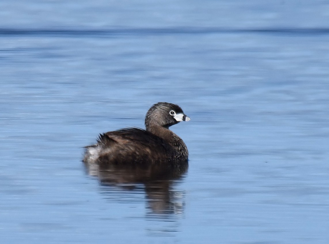 Pied-billed Grebe - ML166516011