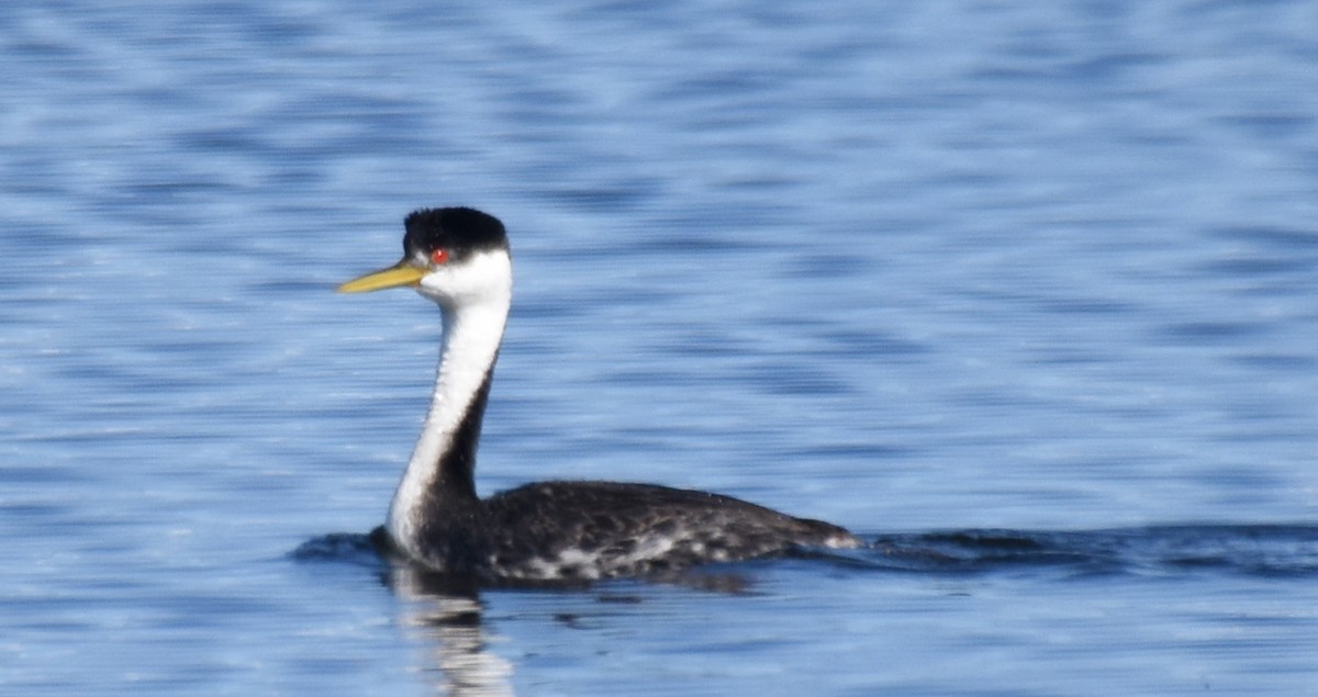 Western Grebe - ML166516031