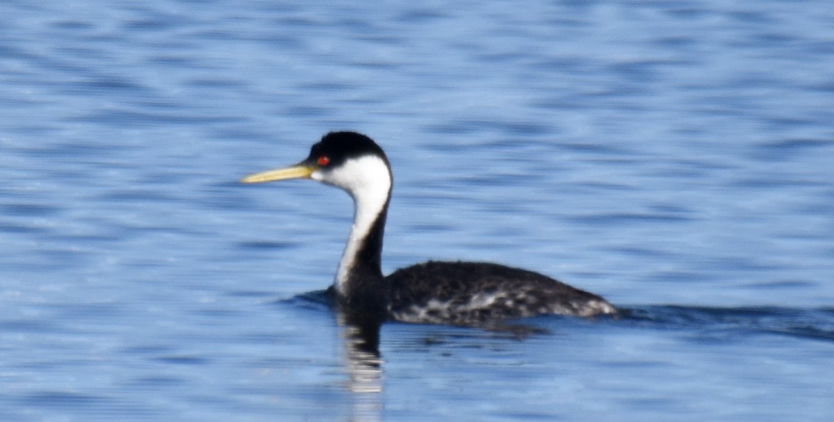 Western Grebe - ML166516041