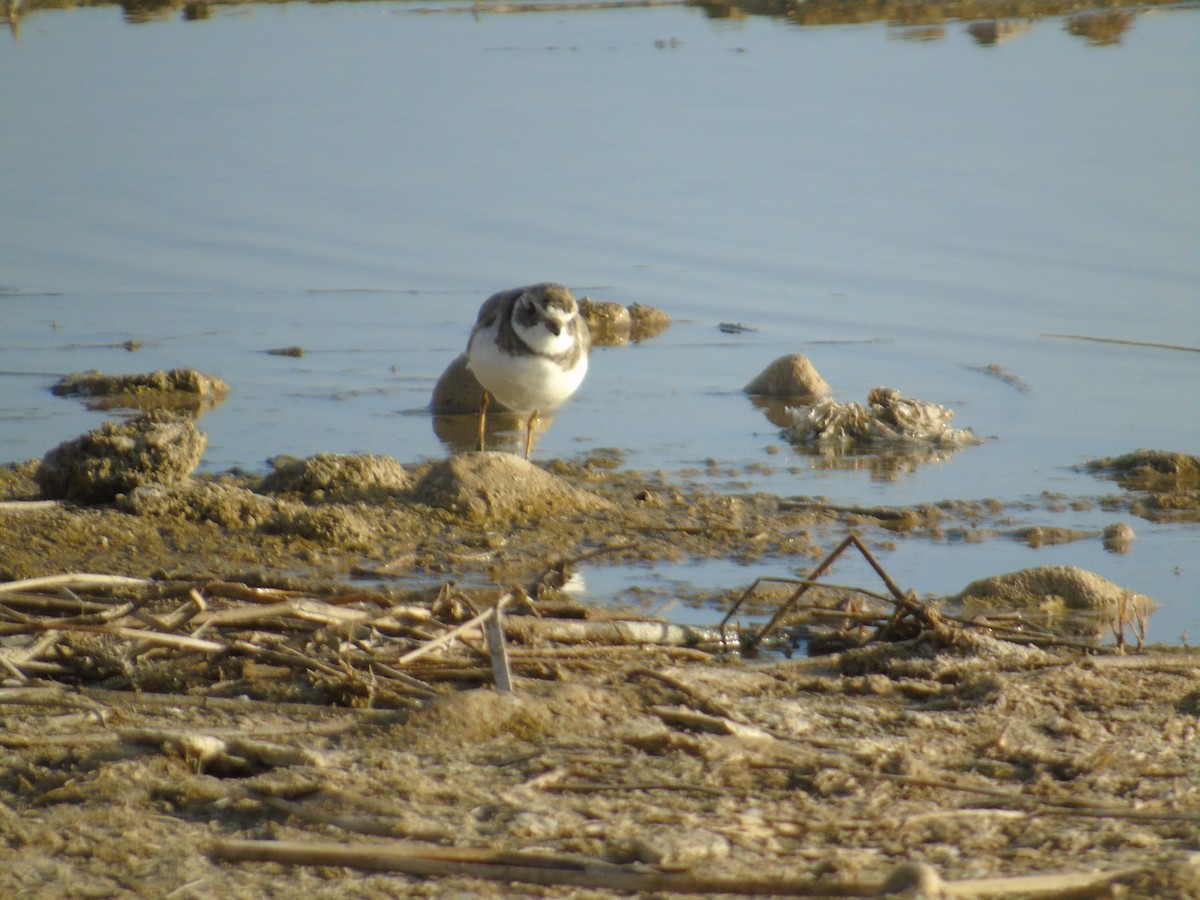 Semipalmated Plover - ML166516271