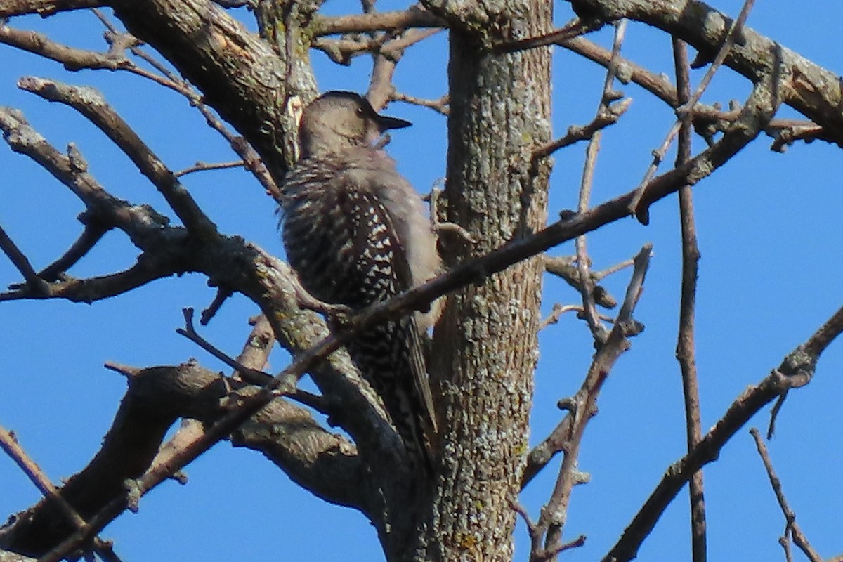 Red-bellied Woodpecker - Henry Thompson