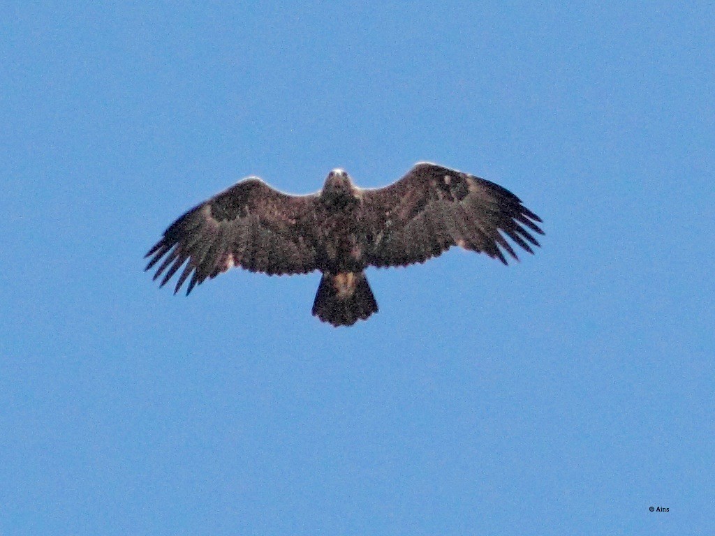 Tawny Eagle - ML166518811