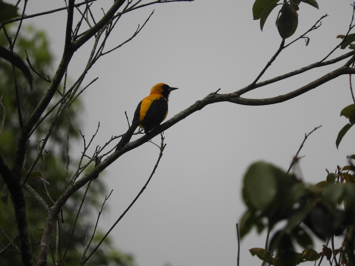 Oriole noir et or - ML166521061