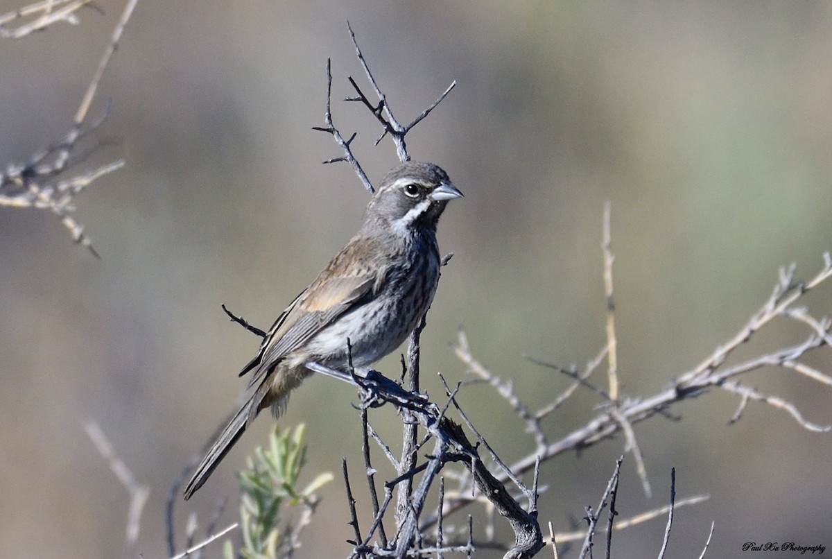 Black-throated Sparrow - ML166521931