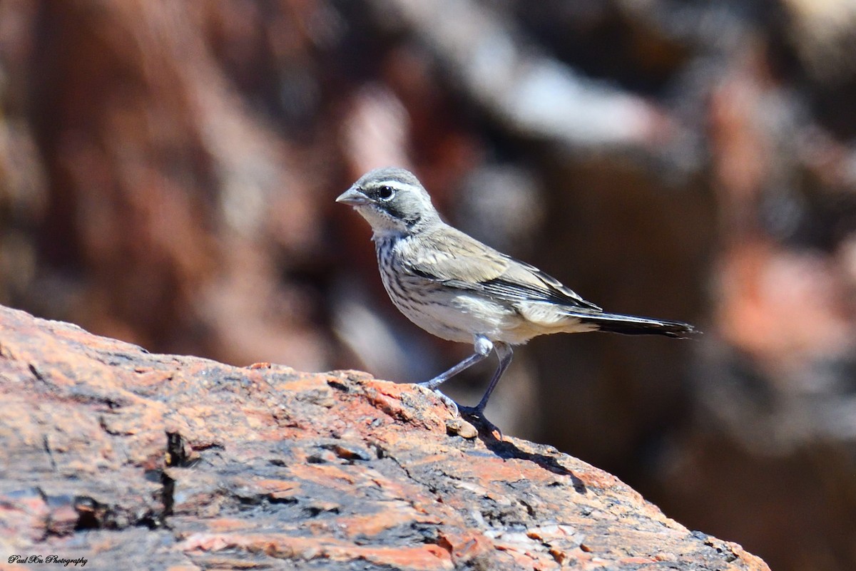 Black-throated Sparrow - ML166523311