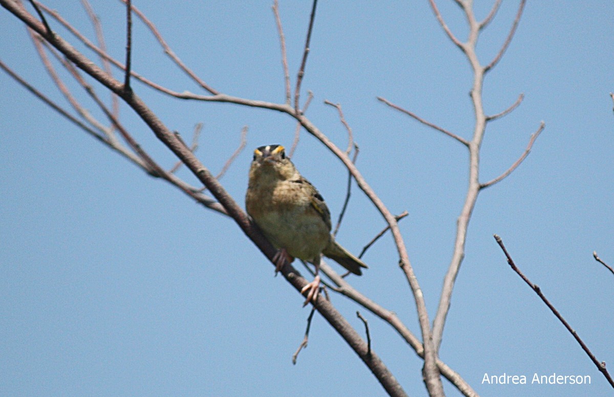 Grasshopper Sparrow - ML166523721