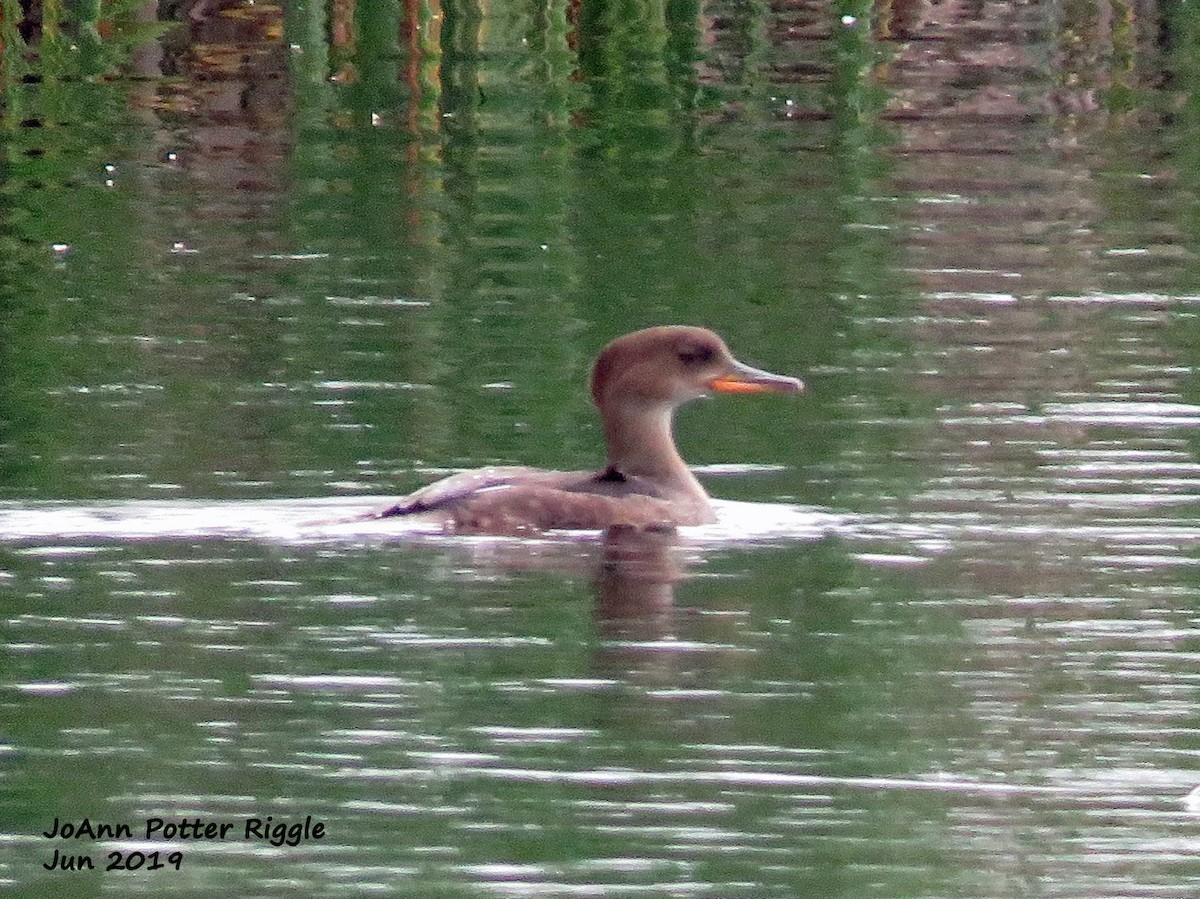 Hooded Merganser - ML166527801