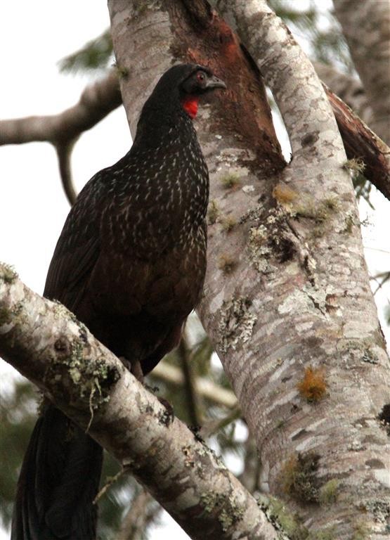 Dusky-legged Guan - H. Resit Akçakaya