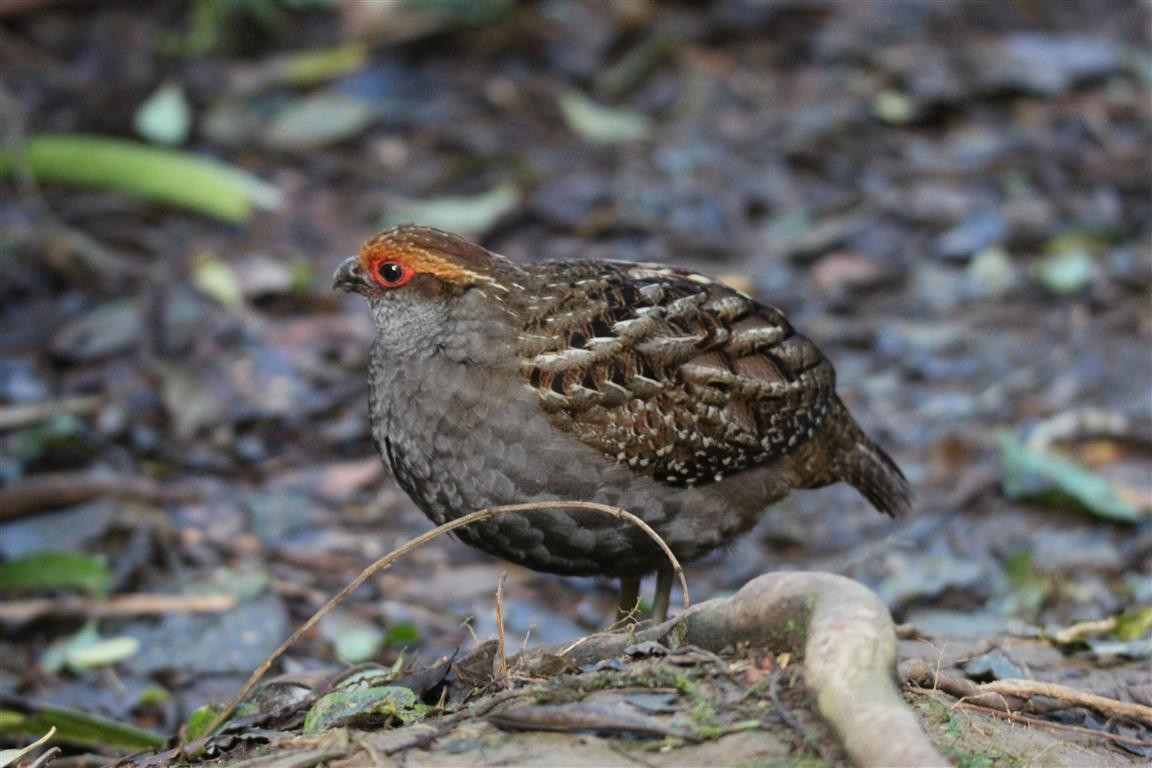 Spot-winged Wood-Quail - H. Resit Akçakaya